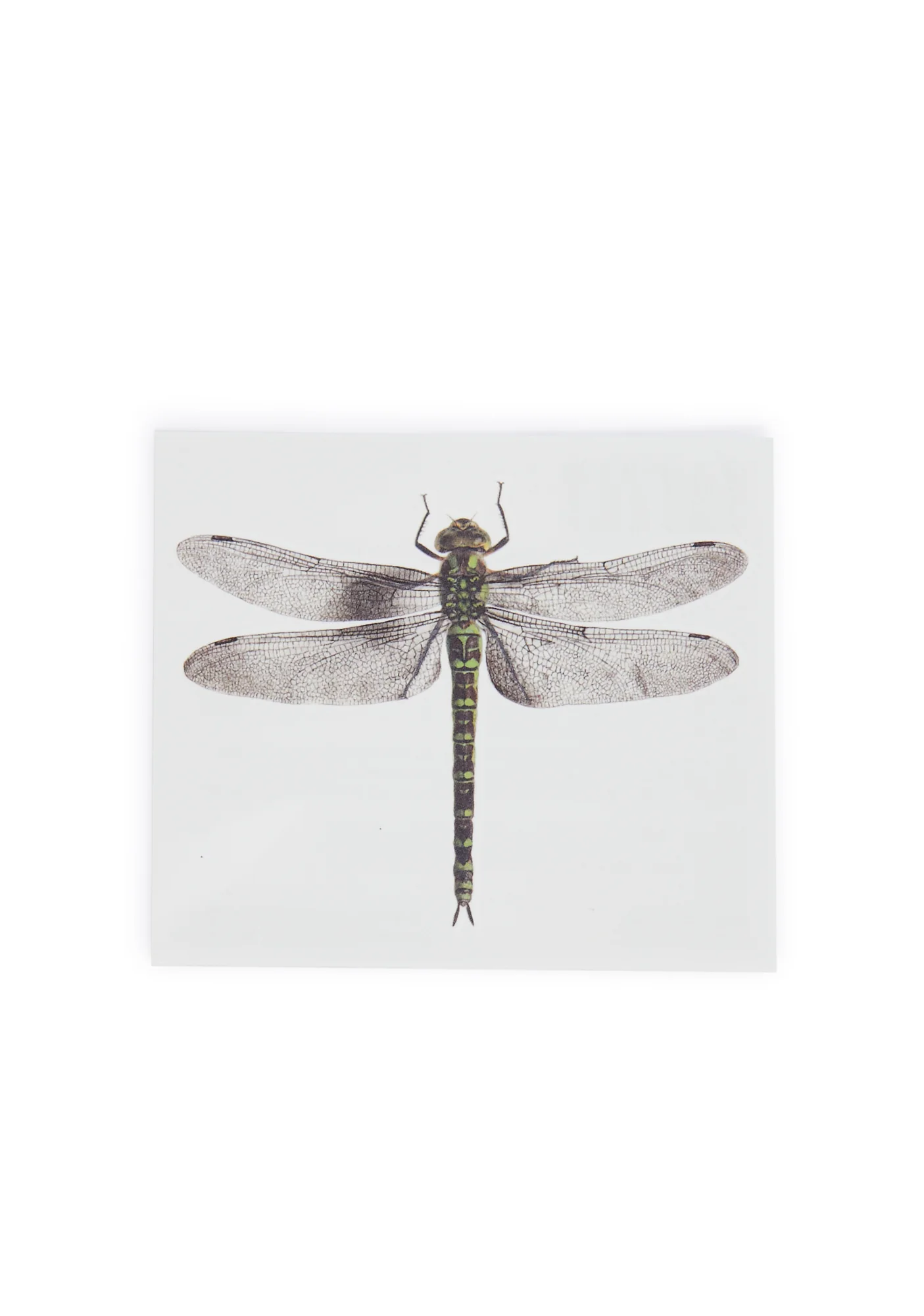 Winged Wonders Tattoo Set - Image 2